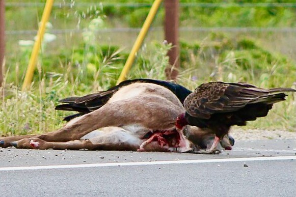 Turkey Vultures eating road kill Mule Deer by Sarah Stierch is licensed under CC BY 4.0.